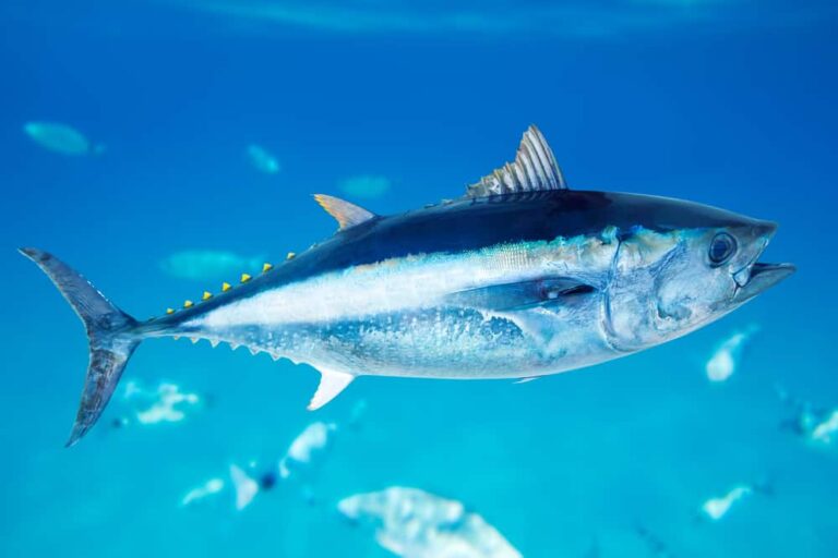 why is bluefin tuna so expensive