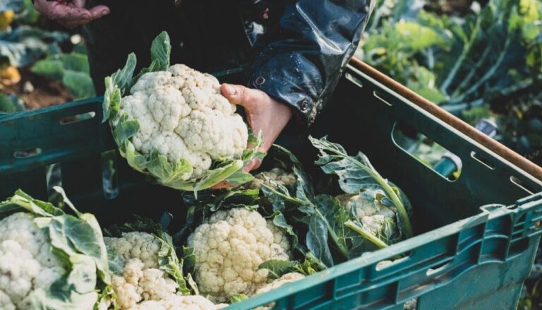 why is cauliflower so expensive