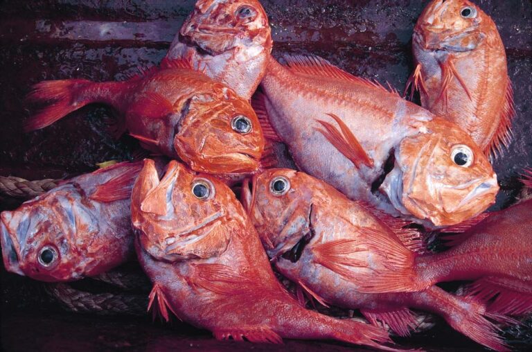 why is orange roughy so expensive